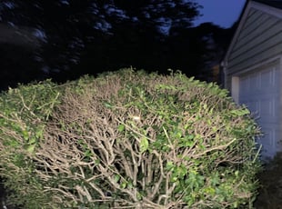 Bush Trimming by Bobbyp Goggins for Keyanna S. in Lithonia, GA