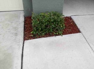 Bush Trimming by Miguel Garcia for Mikel L. in Mount Dora, FL