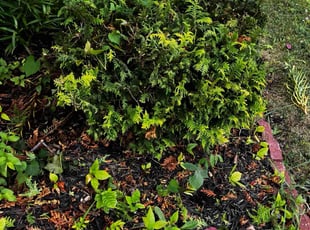 Bush Trimming by Daniel Bunch for Prathyusha A. in Dublin, OH