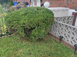 Bush Trimming by Christian Stevens for William L. in Philadelphia, PA