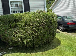 Bush Trimming by Isaiah Miller for Samuel h. in Greensboro, NC