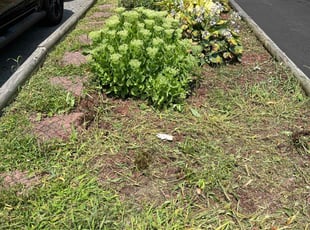 Weeding by Cody Phillips for Karen L. in Bethlehem, PA