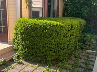 Bush Trimming by Alexander Martinez for Ngoc H. in Skokie, IL