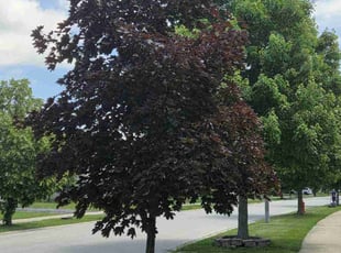 Bush Trimming by Jared Woods for Elfrida R. in Plainfield, IL
