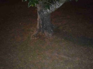 Leaf Removal by Sylvia Capestany for Rodney L. in Ocala, FL