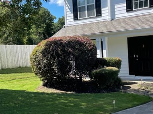Bush Trimming by Matthew Veal for Keith L. in Lawrenceville, GA