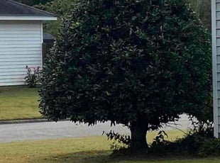 Bush Trimming by Michael Scipio for Gwynne B. in Columbia, SC