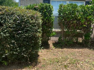 Bush Trimming by Andre Jefferson for Bryant C. in Conyers, GA