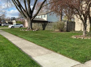 Kim N.'s Lawn Mowing Service service result