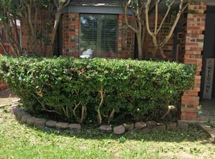 Bush Trimming by Rhett Lambas for Molly M. in Carrollton, TX