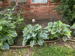 Weeding by Trapper Ellis for Megan M. in Cordova, TN