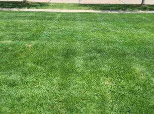 Rickey W.'s Yard Cutting service result