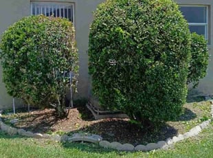 Bush Trimming by James Anderson for James L. in Zephyrhills, FL