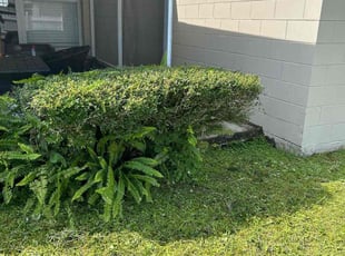 Bush Trimming by Quinton Davis for Daniell F. in Kissimmee, FL