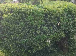 Bush Trimming by Allan Roberts for Iris E. in Washington, DC