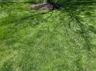 Michael S.'s Lawn Mowing Service service result