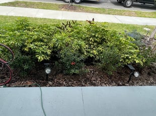 Weeding by Jeff Osbeck for Megan D. in Davenport, FL