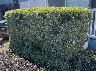 Bush Trimming by Bernardo Barrios SΓ‘nchez for Marcus H. in San Jose, CA