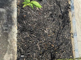 Weeding by Ethan Wright for Moronda W. in Marietta, GA