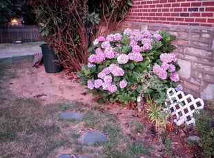 Bush Trimming by Matt Brady for Juan Roberto A. in Philadelphia, PA