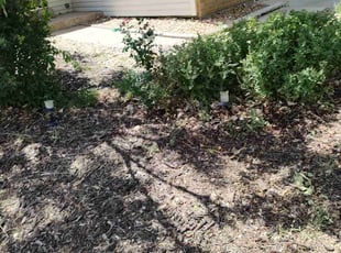 Bush Trimming by Joshua Hines for Robert T. in Centennial, CO