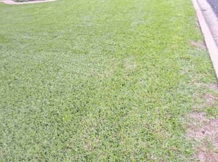 Andrea H.'s Lawn Service service result