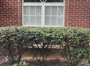 Bush Trimming by Joel Laumas for Libby S. in Lexington, KY