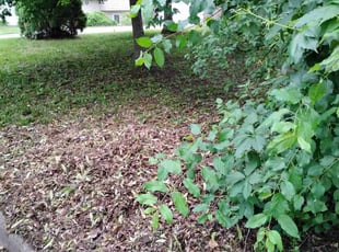 Cleanups by Lincoln Mulbah for Jess L. in Minneapolis, MN