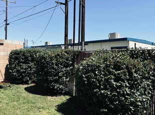 Bush Trimming by Mario Monje for Elizabeth L. in Fontana, CA