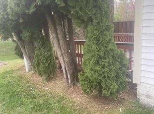 Weeding by Margarito Cardona for Daniel K. in Ashburn, VA