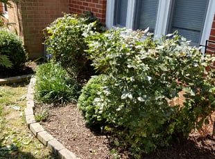 Weeding by Miguel Santos for Oliver S. in Gaithersburg, MD