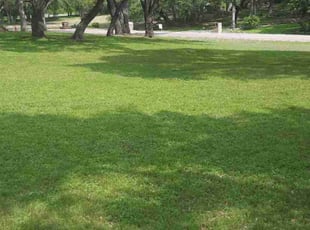 Marianne &.'s Lawn Maintenance service result