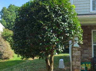 Bush Trimming by Ismael Galvez for Galina M. in Waxhaw, NC