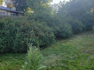 Bush Trimming by Jason Bickler for Amy M. in Boulder, CO