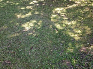 Leaf Removal by All-day LawnCare for Kayla T. in Memphis, TN