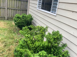 Bush Trimming by Steven Powe for Geetha K. in Chicago, IL