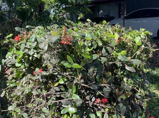 Bush Trimming by Johnny Richardson for Julien P. in Winter Haven, FL