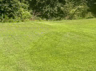 Betty P.'s Lawn Maintenance service result