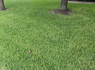 Lashay J.'s Lawn Maintenance service result