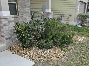 Bush Trimming by Chais Dixon for Jamel J. in Converse, TX