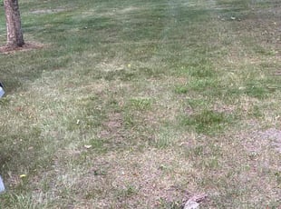 Leaf Removal by Santos Blanco for Jennifer I. in Bloomington, MN