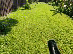 Dewone G.'s Lawn Mowing service result
