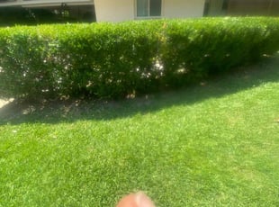 Bush Trimming by Mekeila Morris for Travis D. in Baton Rouge, LA