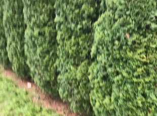 Bush Trimming by lenny keyes for Shaniece C. in New Haven, CT