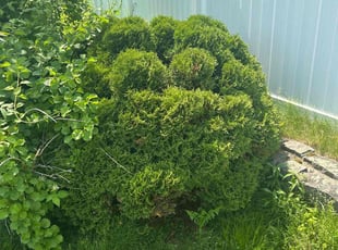 Bush Trimming by Tara Hanson for Richard M. in Methuen, MA