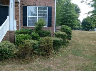 Bush Trimming by Gabriel Gray for Iliana F. in Fort Mill, SC