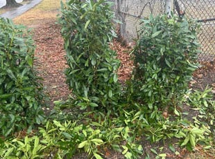 Bush Trimming by Caree Keith for Rocio R. in Washington, DC