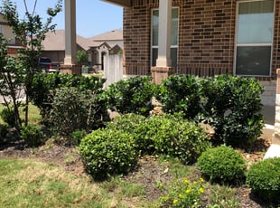 Bush Trimming by Juan Vazquez for Michael J. in San Antonio, TX