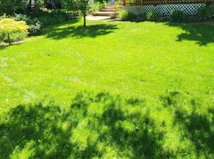 Dakota c.'s Lawn Mowing service result