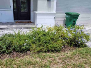 Weeding by Edgar Ramos for Syed A. in Tampa, FL